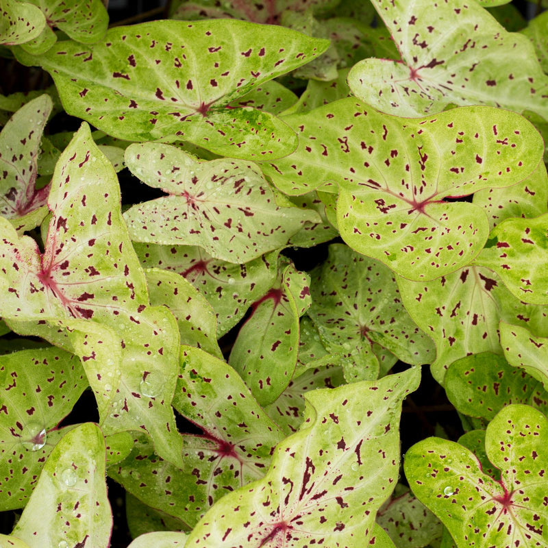 Caladium Miss Muffett