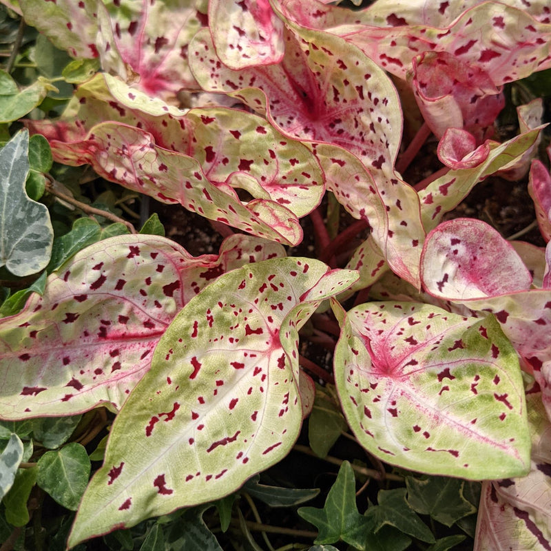 Caladium Miss Muffett