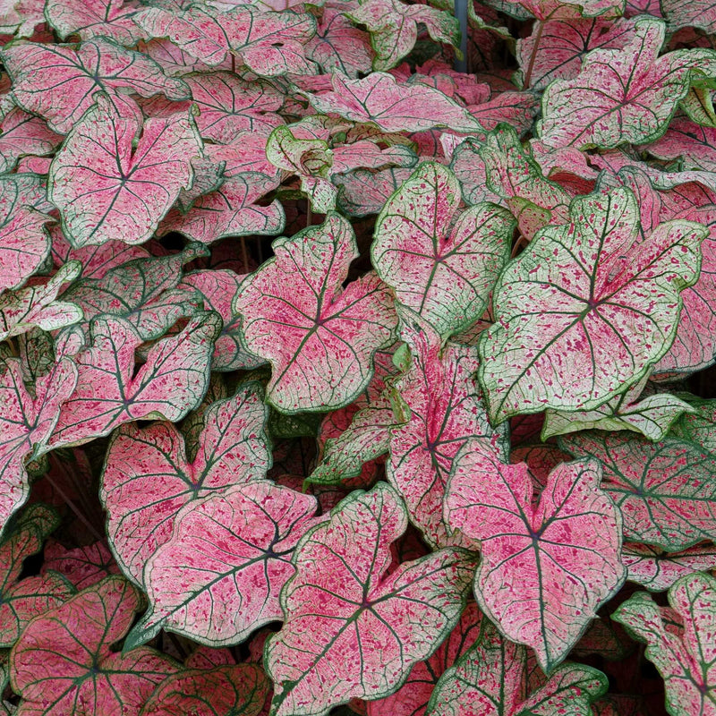 Caladium Splash of Wine