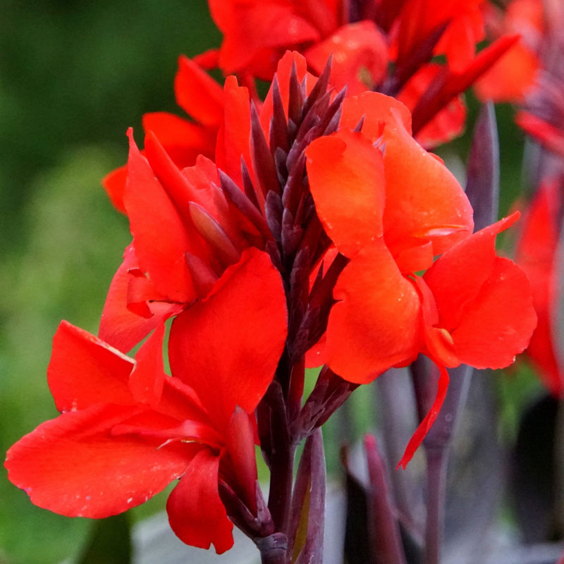 Canna Australia