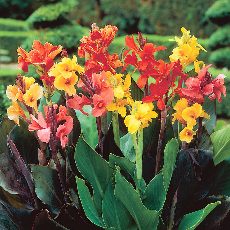 Canna Lily Tropical Sunset Mix