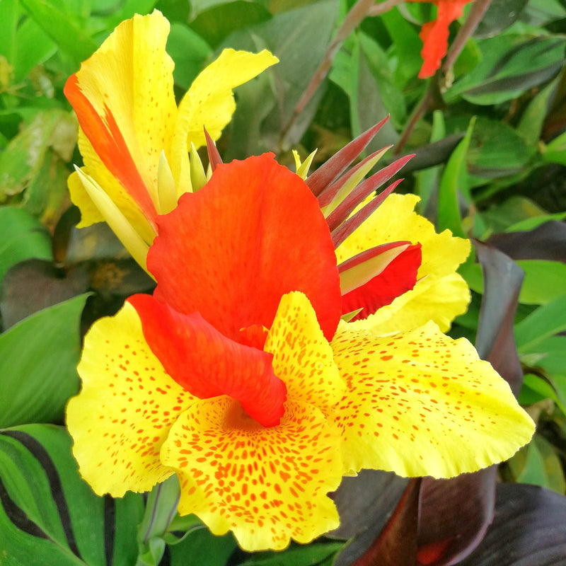 Canna Cleopatra (Bi- Color)