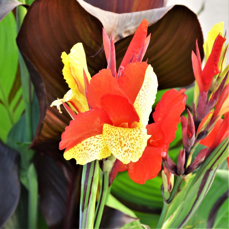 Canna Cleopatra (Bi- Color)