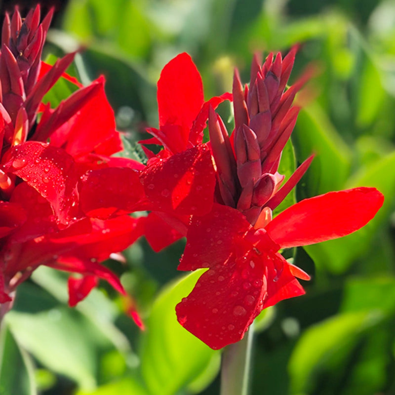 Canna Kreta