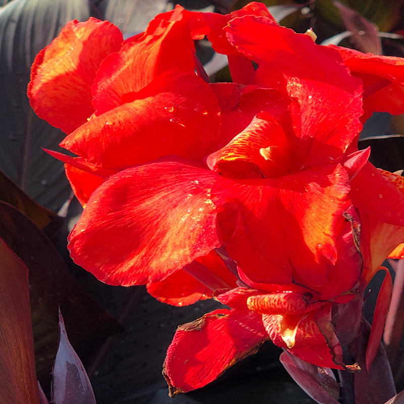 Canna Red Velvet