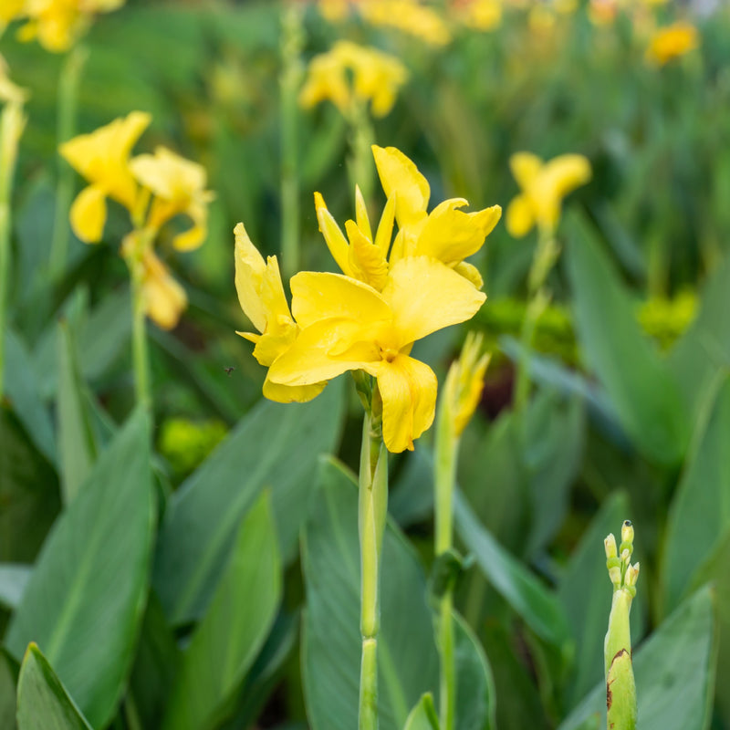 Canna Shining Diva