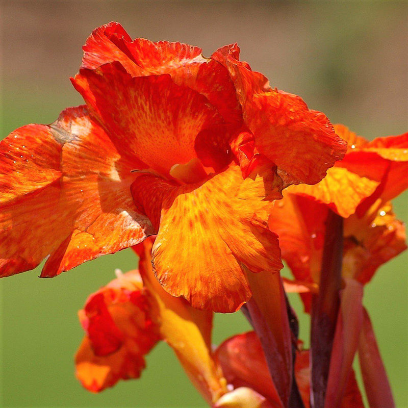 Canna Elite Orange Magic