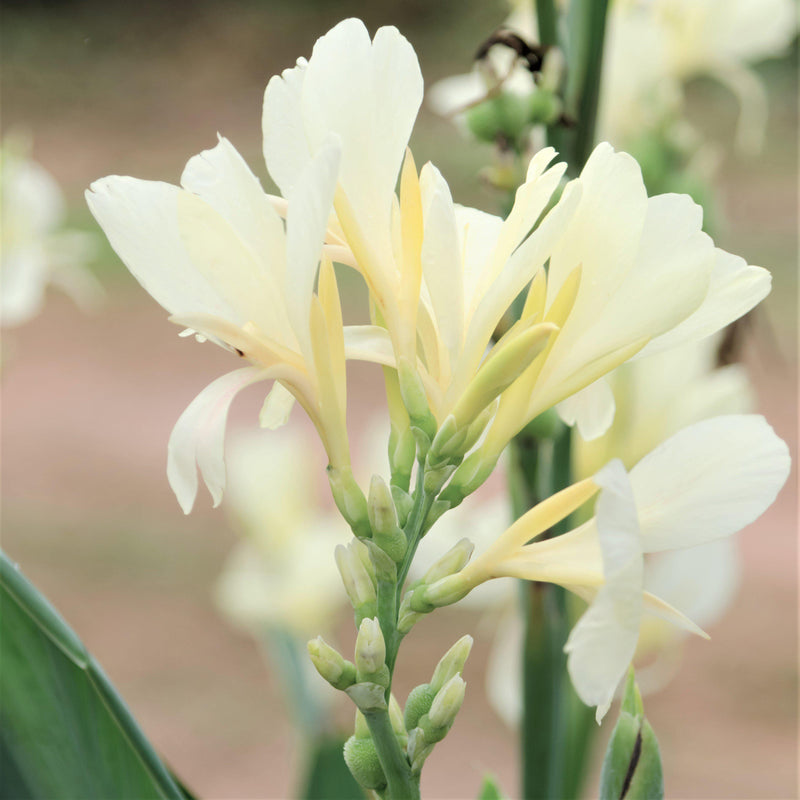 Canna Elite Moonshine