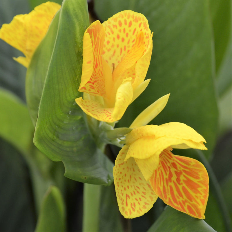 Canna Elite Morning Star