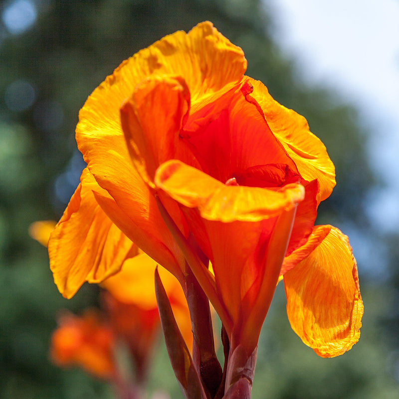 Canna Elite Orange Chocolate