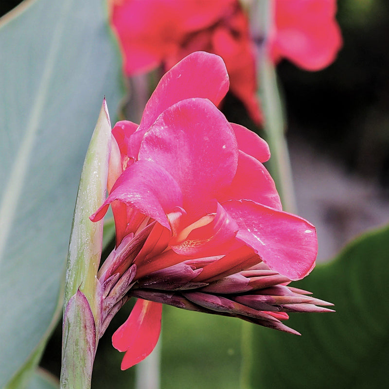 Canna Elite Pink Magic