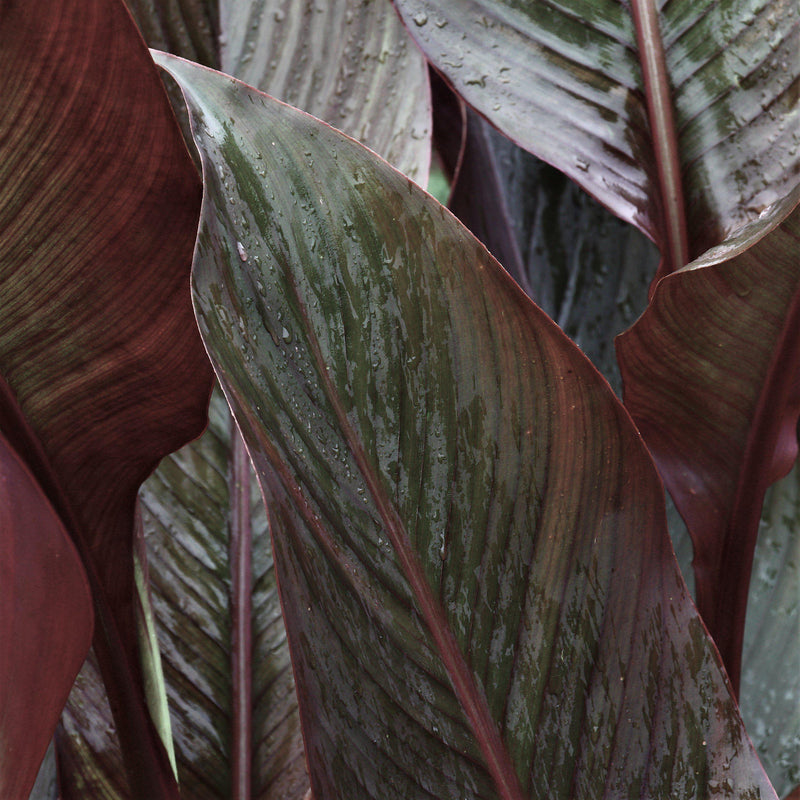 Canna Elite Fogo Sunset