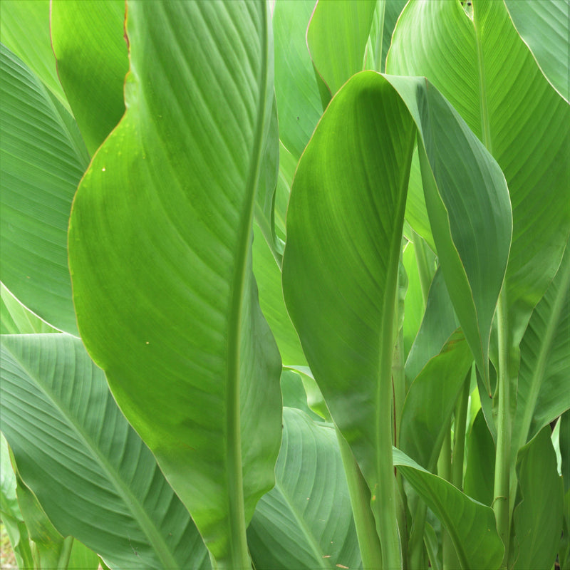 Canna Elite Pink Magic