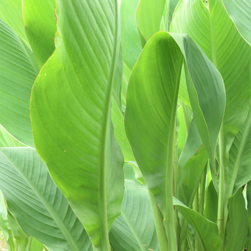 Canna Elite Banana Punch