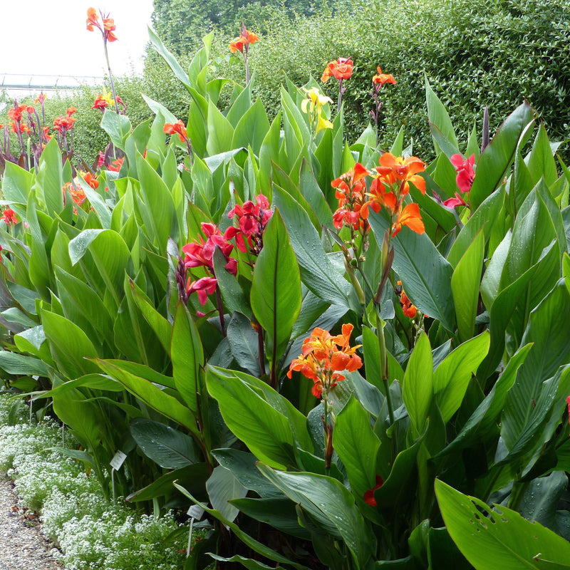 Canna Orange Beauty