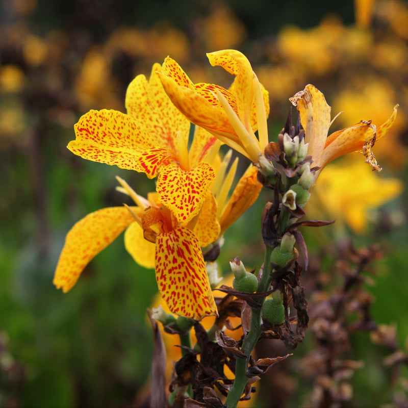 Canna Golden Lucifer