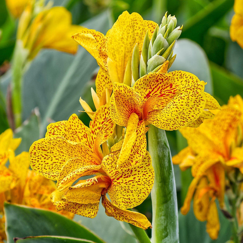 Canna Golden Lucifer