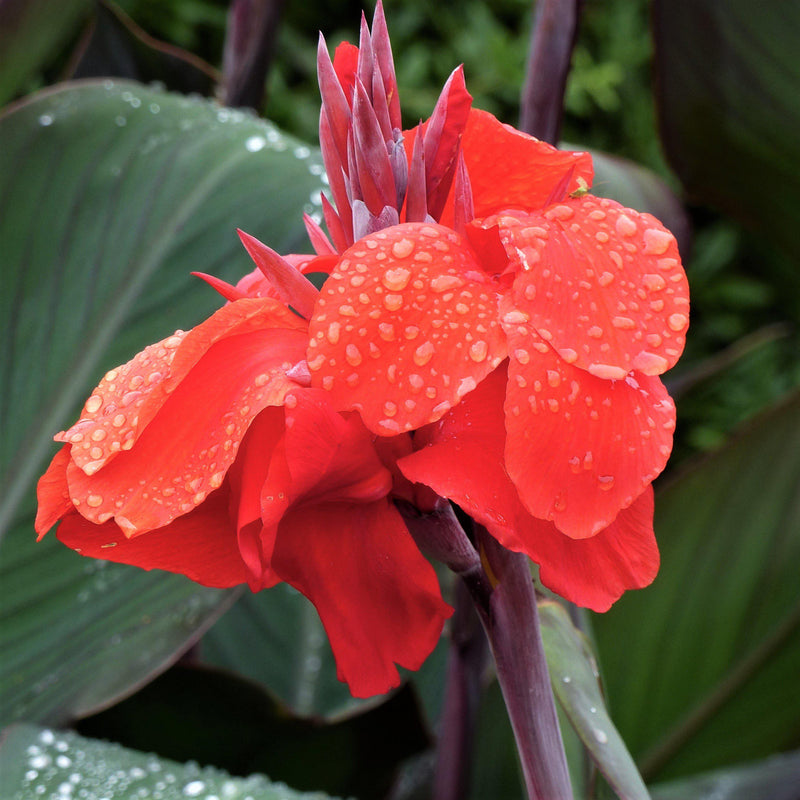 Canna Musifolia