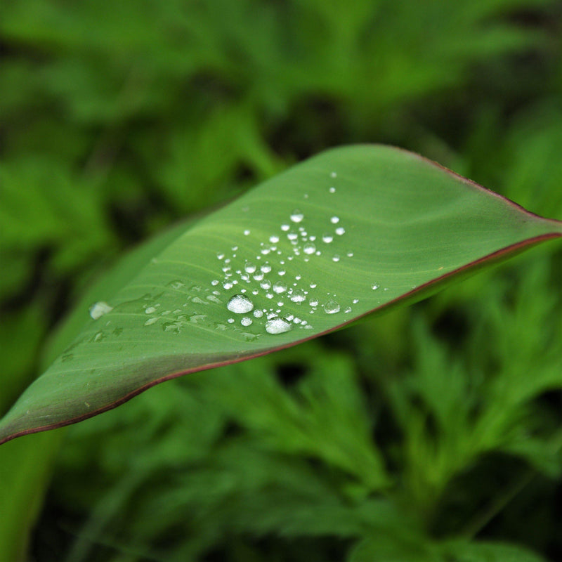 Canna Musifolia