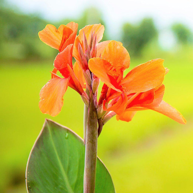 Canna Orange Beauty