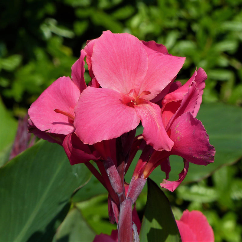 Canna Elite Rosita