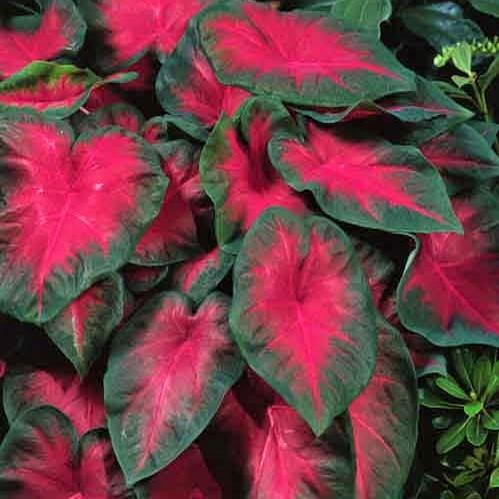 Caladium Cardinal