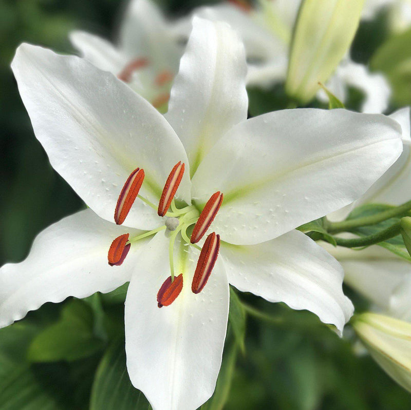 Oriental Lily Casa Blanca