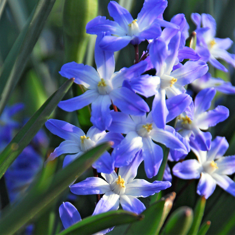 Chionodoxa Blue Giant