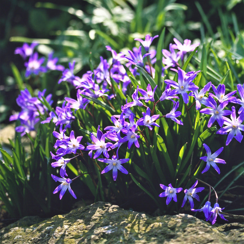 Chionodoxa Violet Beauty