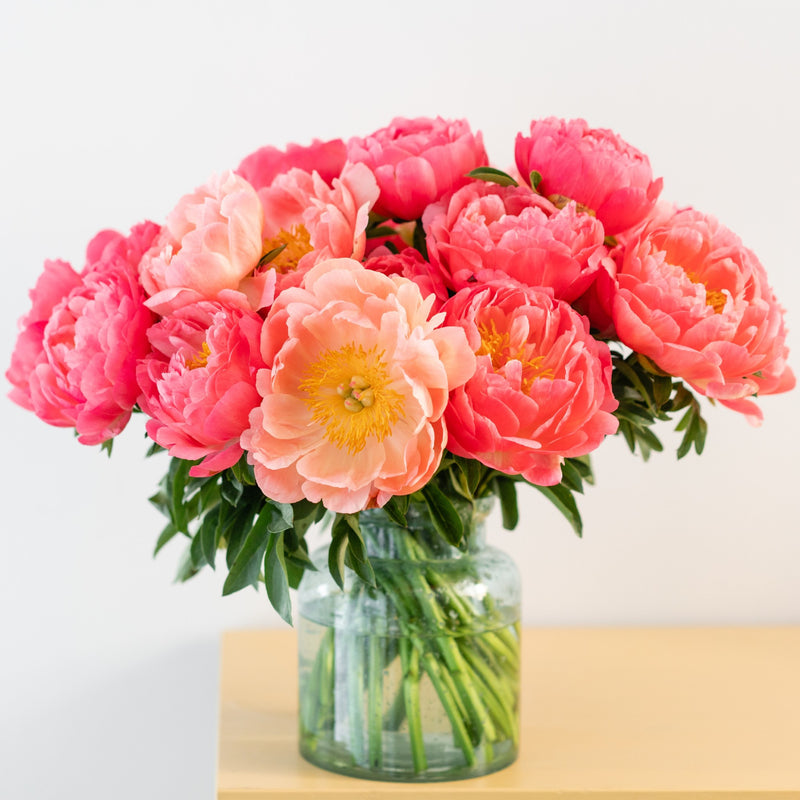 Peony Sunset Collection