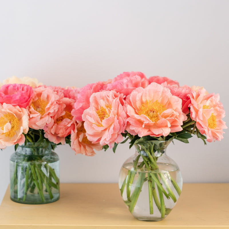 Peony Sunset Collection