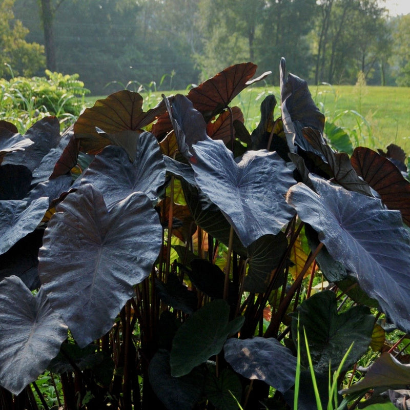 Colocasia Black Sapphire Gecko