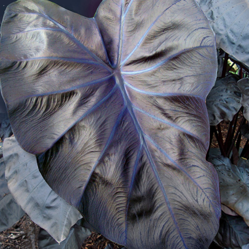 Colocasia Royal Hawaiian Black Coral