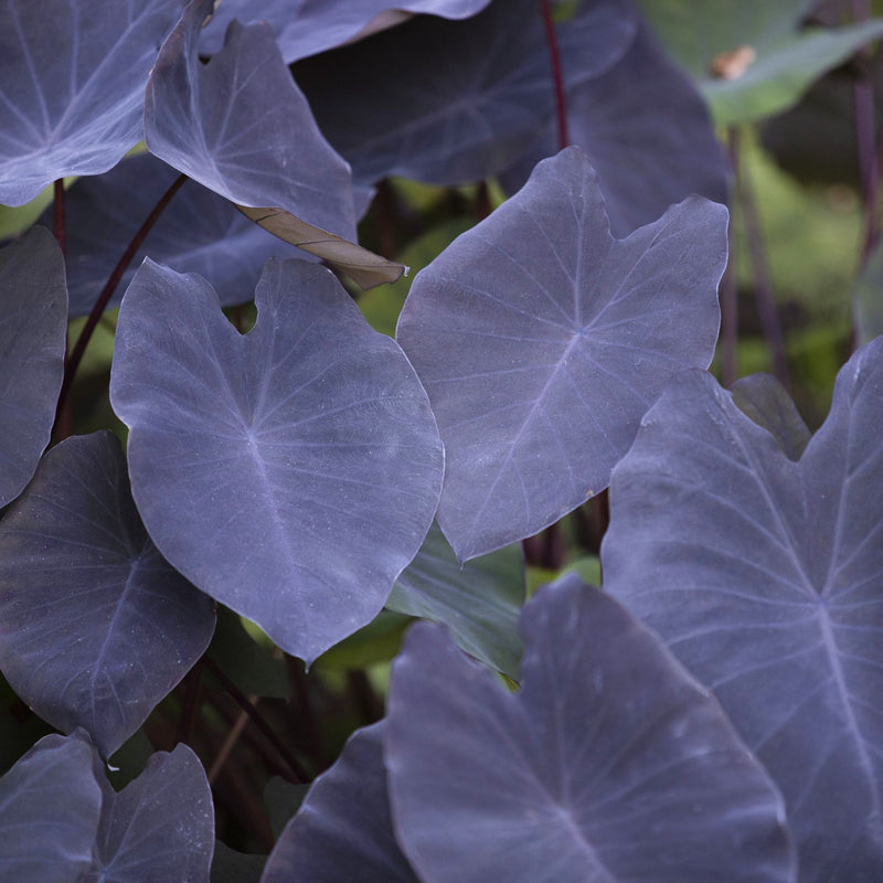 Colocasia Black Magic