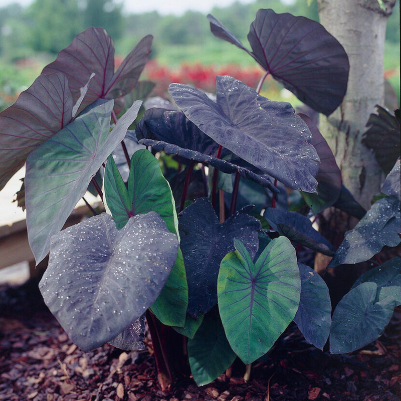 Colocasia Black Magic