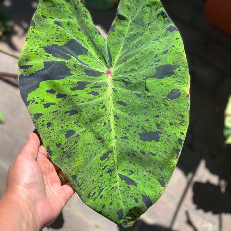 Colocasia Esculenta Mojito