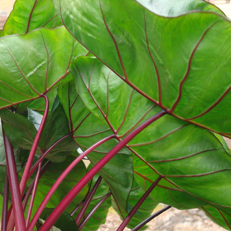 Colocasia Royal Hawaiian Punch