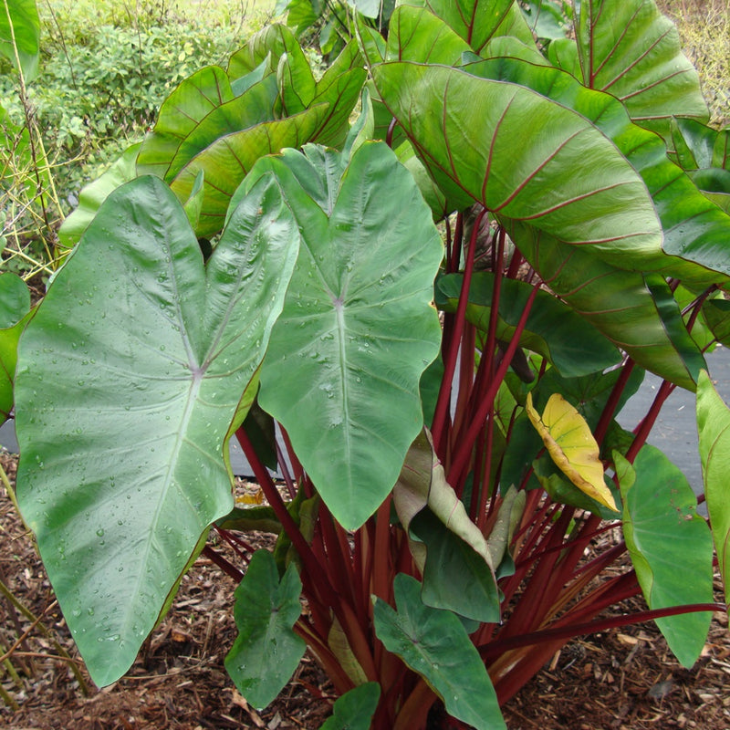 Colocasia Royal Hawaiian Punch