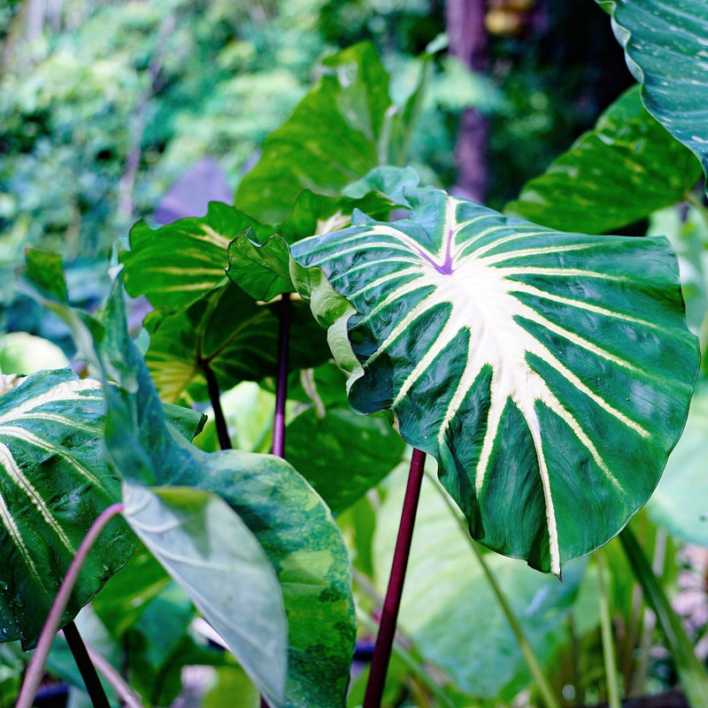 Colocasia White Lava