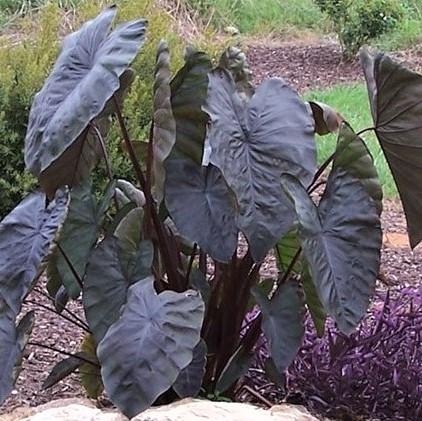 Colocasia Diamond Head Elephant Ear