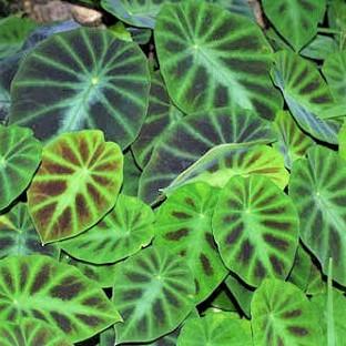 Colocasia Jenningsii