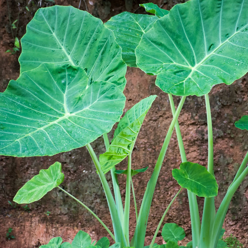 Colocasia Esculenta