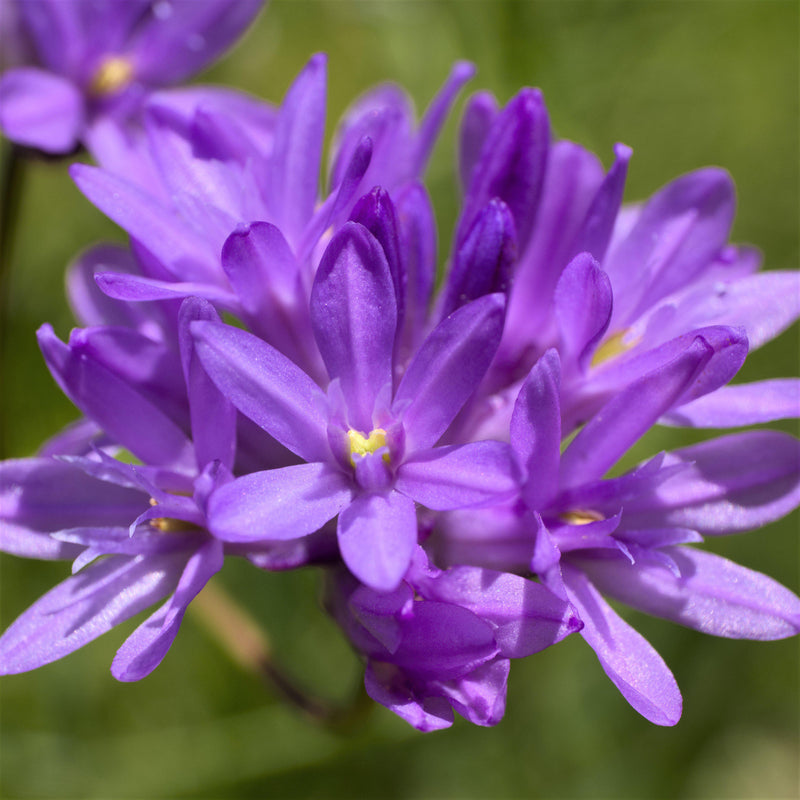 Dichelostemma Congestum