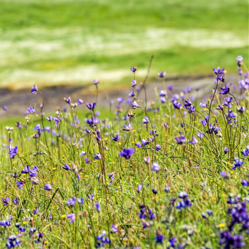 Dichelostemma Congestum