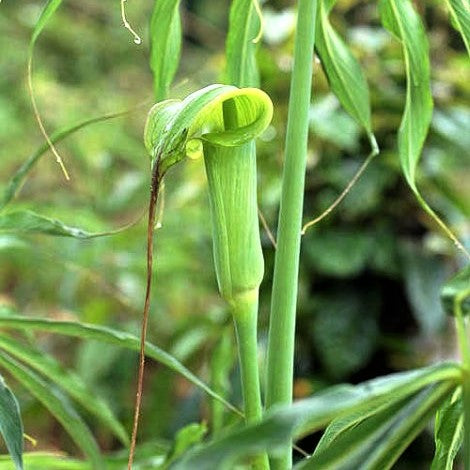 Arisaema consanguineum