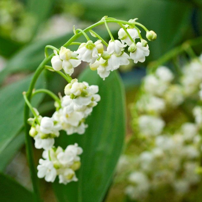 Lily of the Valley Double White