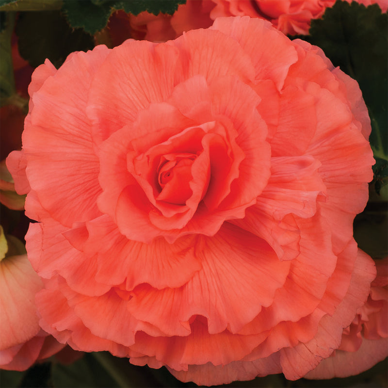 Begonia Giant Ruffled Salmon