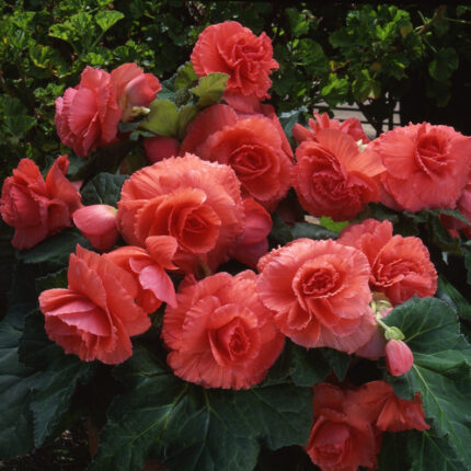 Begonia Giant Ruffled Salmon