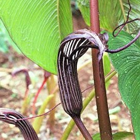 Arisaema costatum