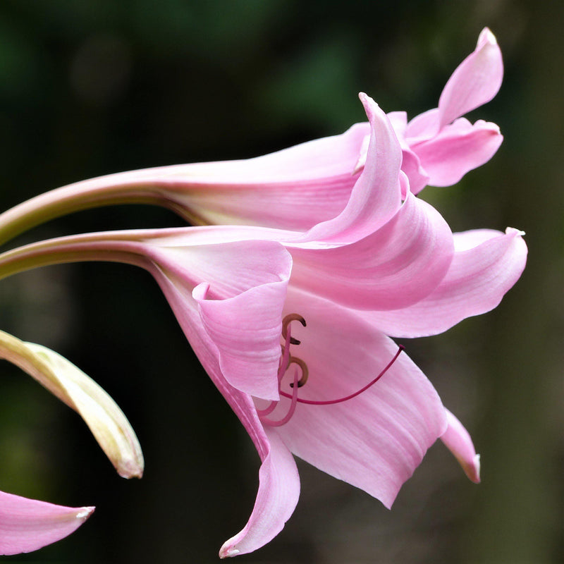 Crinodonna Lily - Fragrant Amacrinum